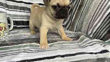 Sociable Pug puppies available