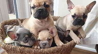 Males and females French Bulldog puppies for sale in UAE