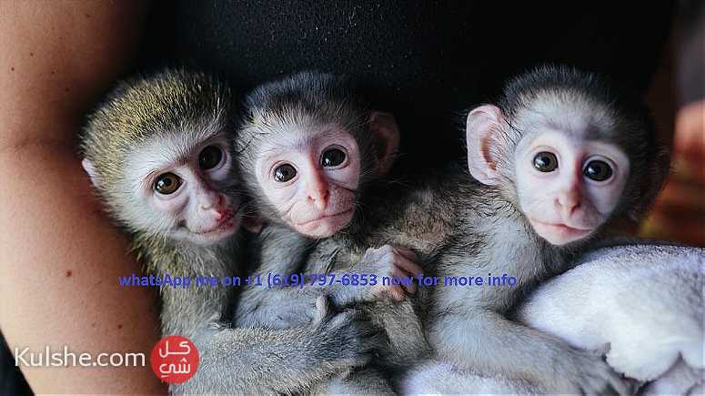 Health capuchin monkeys for sale in UAE - صورة 1