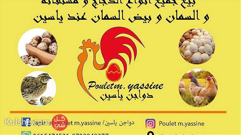 شركة فلاحية Lapin et poulet m.Yassine - صورة 1