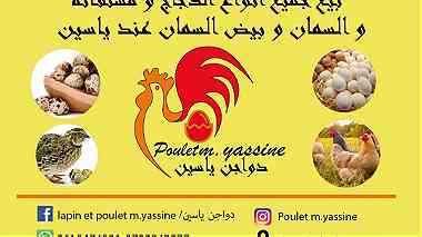 شركة فلاحية Lapin et poulet m.Yassine