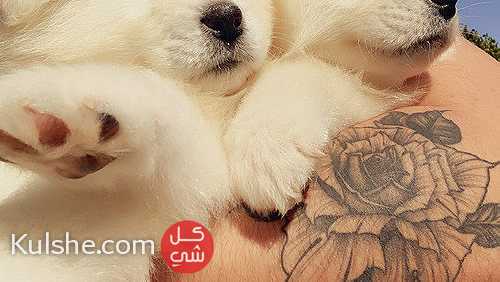 Cute Samoyed Puppies Available - صورة 1
