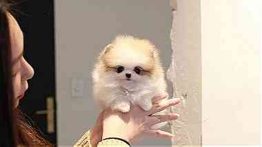 Awesome Teacup Pomeranian puppies Available