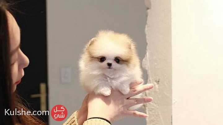 Awesome Teacup Pomeranian puppies Available - صورة 1