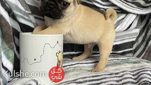 Sociable Pug puppies available - Image 1