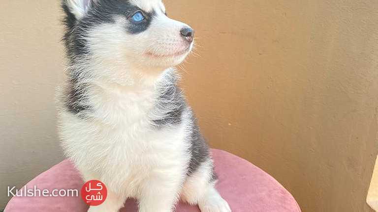 For Sale Pure Husky in Bahrain - Image 1