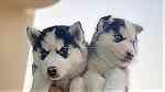 For Sale Pure Husky in Bahrain - Image 2