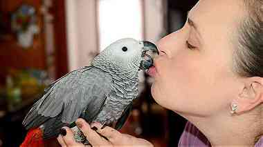 Male and Female African grey parrots for sale