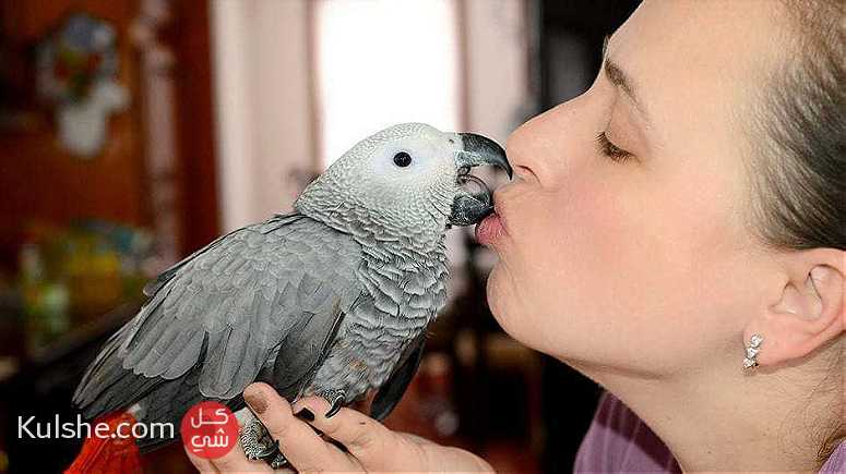 Male and Female African grey parrots for sale - صورة 1