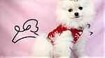Beautiful Pomeranian puppies for good home - Image 1
