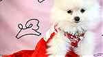 Beautiful Pomeranian puppies for good home - Image 2