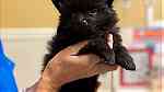 Beautiful Pomeranian puppies for good home - Image 4