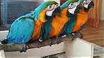 macaw parrot for available - صورة 2