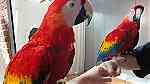 macaw parrot for available - صورة 3