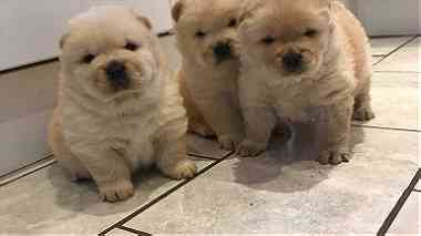 Lovely Chow Chow puppies for adoption