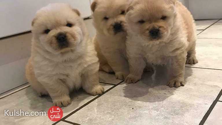 Lovely Chow Chow puppies for adoption - صورة 1