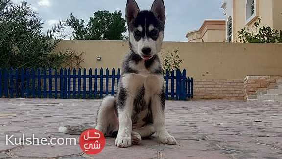 كلب للبيع عجمان - Image 1