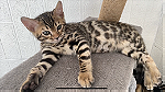 قطط بنغال كات بيور - صورة 1