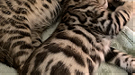 قطط بنغال كات بيور - صورة 2