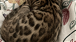قطط بنغال كات بيور - صورة 5