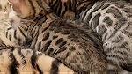 قطط بنغال كات بيور - صورة 3