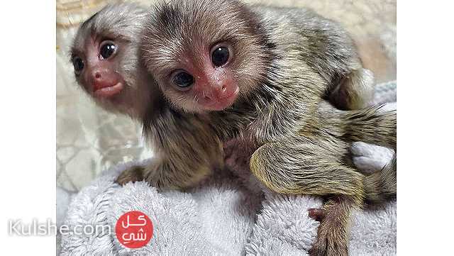 Well Trained Finger Marmoset Monkeys for sale - صورة 1