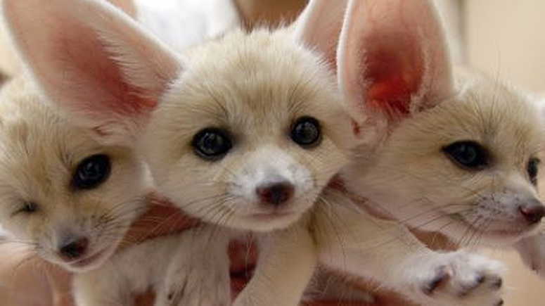 Lovely Registered Fennec fox for sale - صورة 1