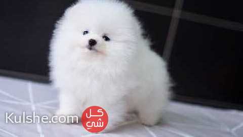 white  micro Pomeranian Puppies - صورة 1
