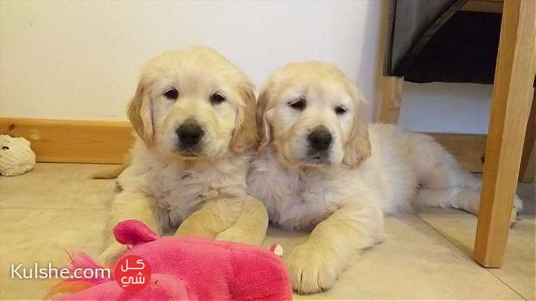 Trained Golden Retriever Puppies - Image 1
