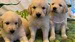 Trained Golden Retriever Puppies - Image 2