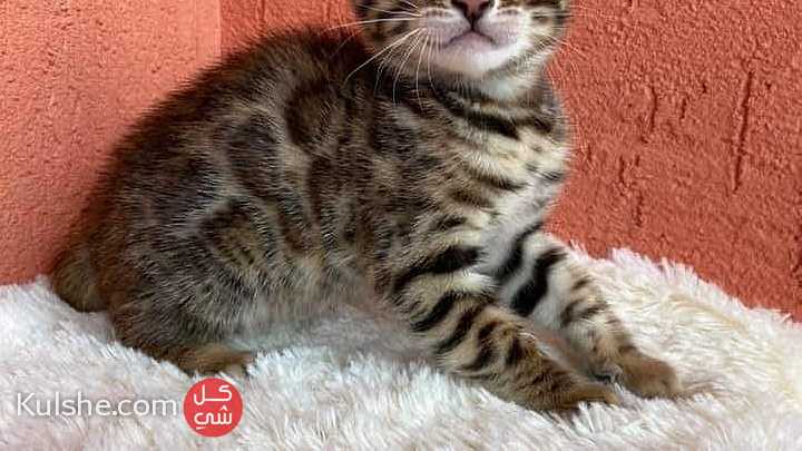 Vaccianted Bengal Kittens - Image 1