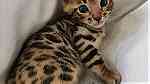 Vaccianted Bengal Kittens - Image 2