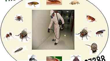الثقة للتنظيفات العامة ومكافحة جميع انواع الحشرات0505667388