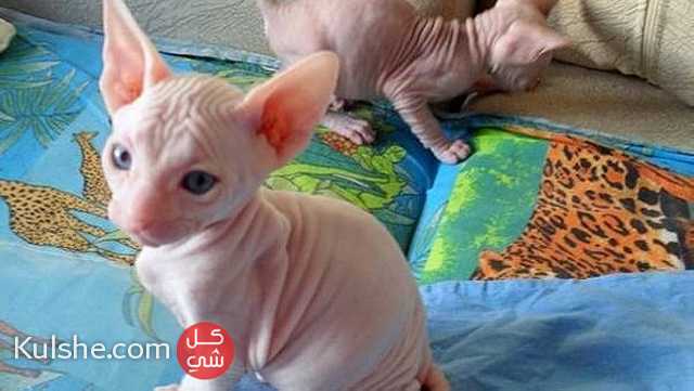 Lovely Sphynx Kittens available  for sale - Image 1