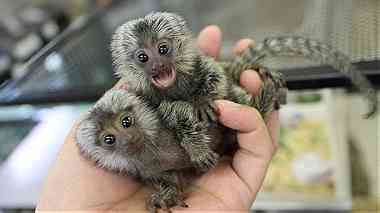 Well Trained Finger Marmoset Monkeys for sale