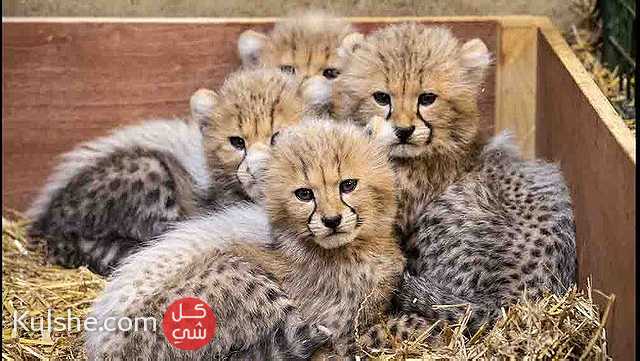 Lovely Cubs For Sale - صورة 1