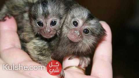 Well Trained Finger Marmoset Monkeys for sale - صورة 1
