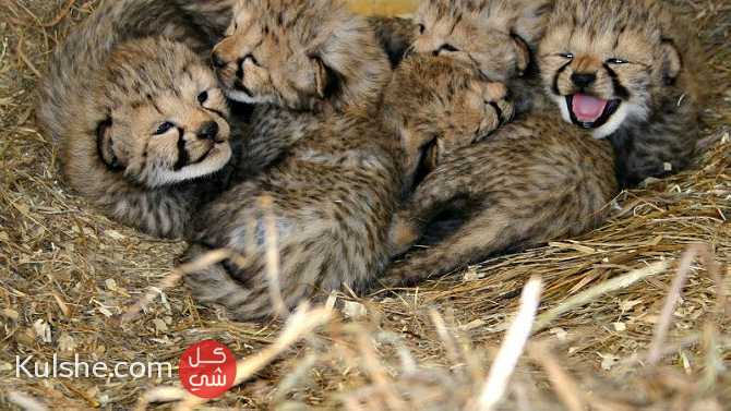 Cute Cubs For Sale - Image 1