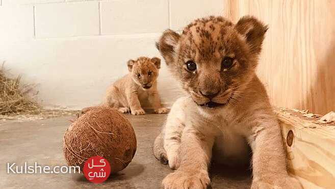 Adorable Lion Cubs for sale - صورة 1
