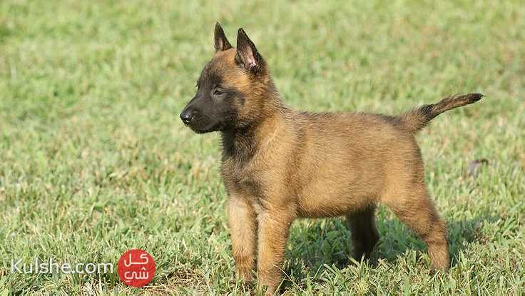 Belgian Malinois Puppies For Sale - Image 1