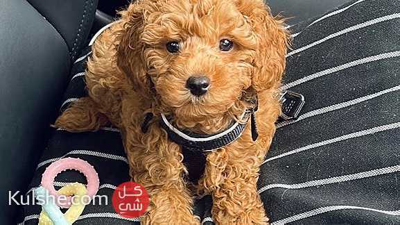 Toy Poodle puppies for sale - صورة 1