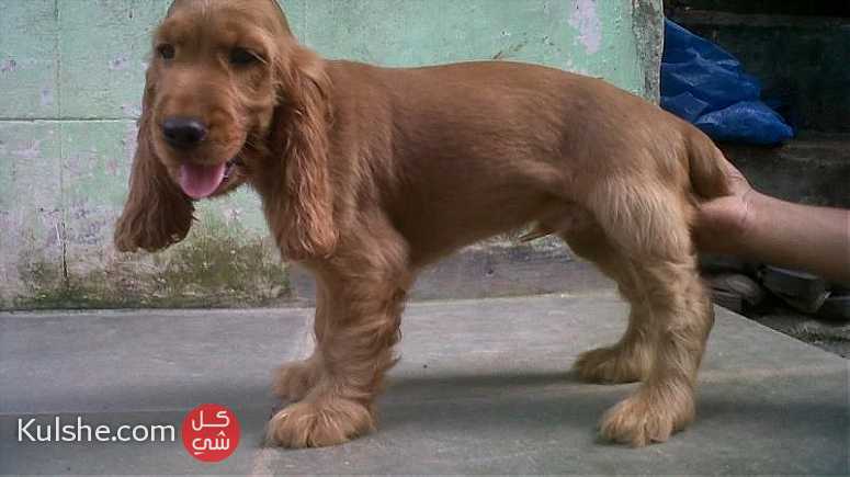 English Cocker Spaniel Puppies For Sale - Image 1