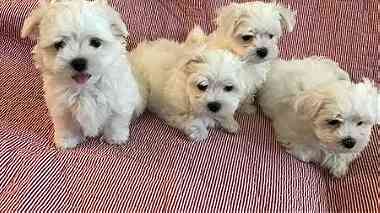 Male and Female Maltese puppies for sale