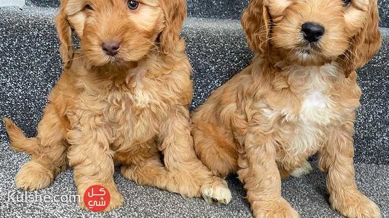 Cockapoo Puppies Available for sale - Image 1