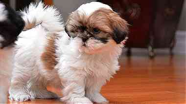 Shih tzu puppies Available For Sale