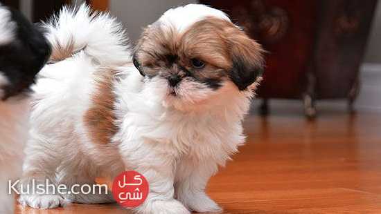 Shih tzu puppies Available For Sale - صورة 1