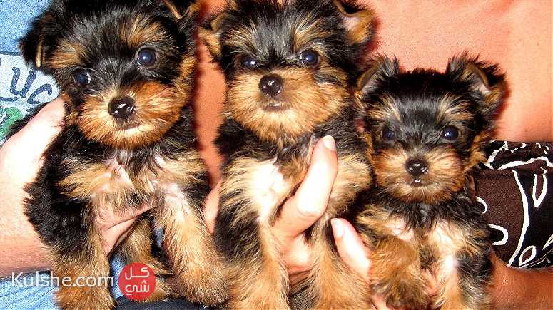 Yorkshire Terriers Puppies available for sale - صورة 1