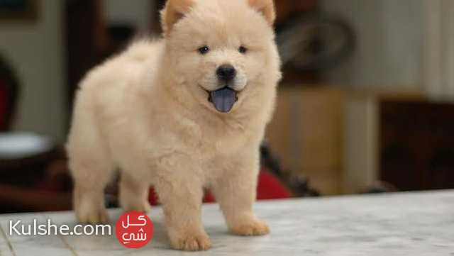 Chow chow puppies available for sale - صورة 1
