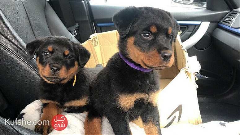 Rottweiler Puppies Now Ready for sale - صورة 1