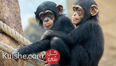 Chimpanzee Monkeys for Sale - صورة 1
